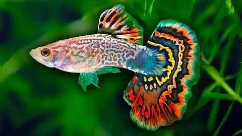GUPPY FISH