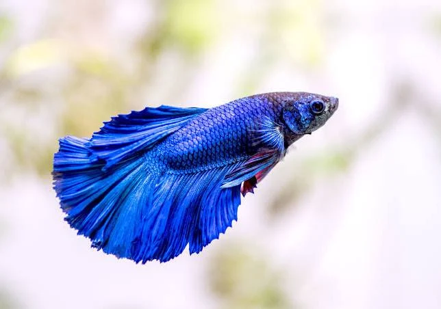 BETTA FISH FEMALE