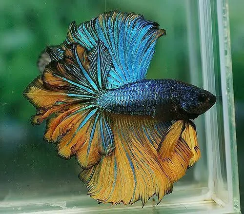 BETTA FISH MALE